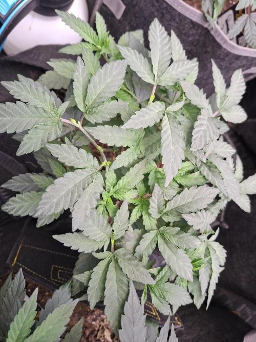 Soda Cream Terpyz. Week 6