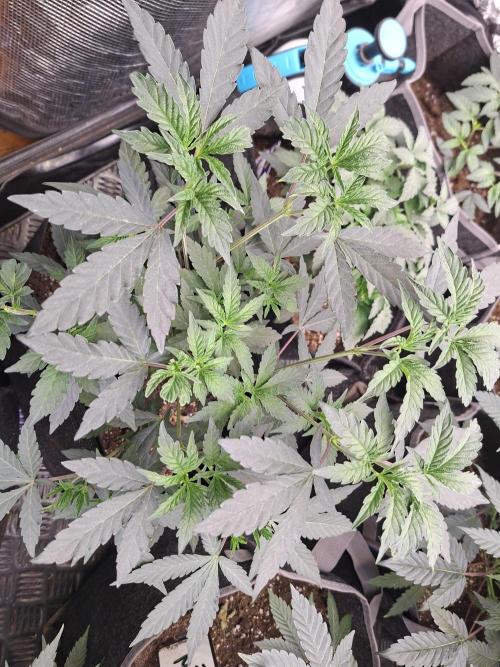 Soda Cream Terpyz. Week 6