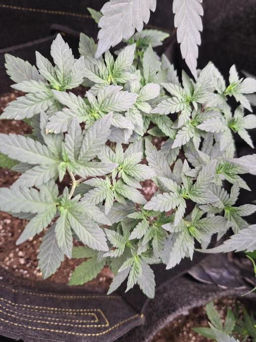 Soda Cream Terpyz. Week 6