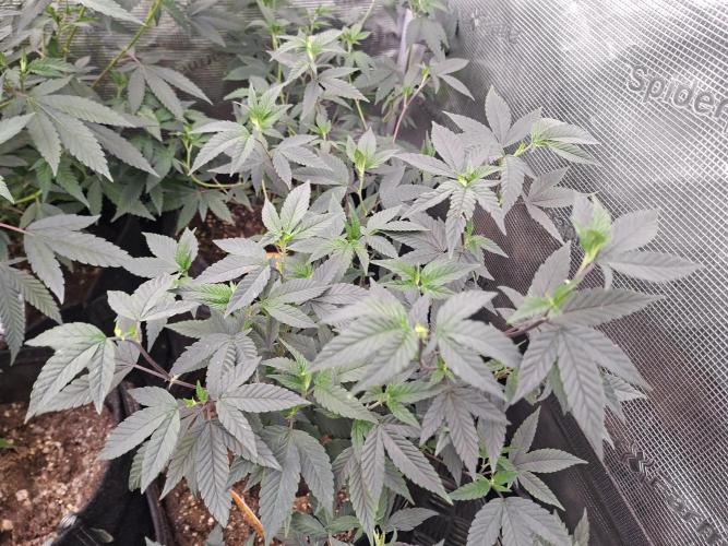 Soda Cream Terpyz. Week 6