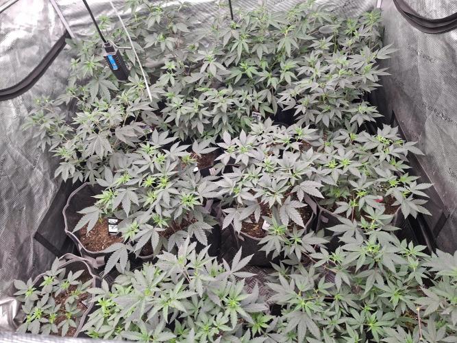 Soda Cream Terpyz. Week 7