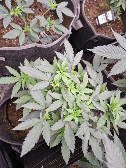 Soda Cream Terpyz. Week 7