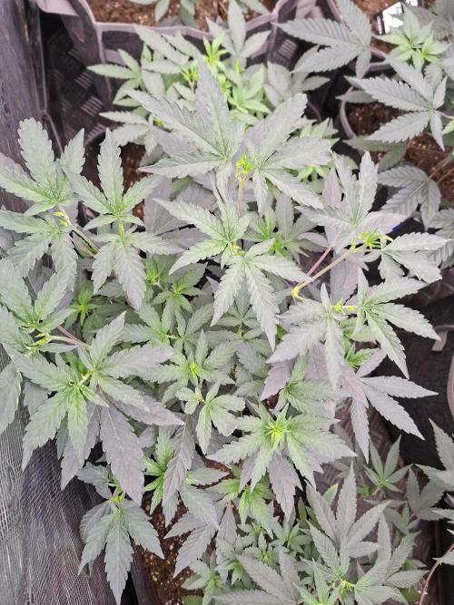 Soda Cream Terpyz. Week 7