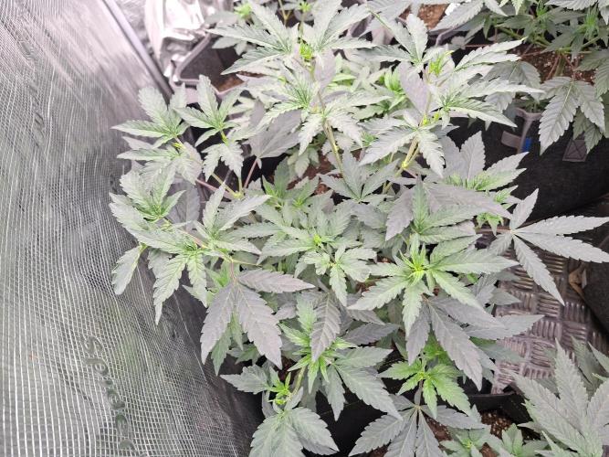 Soda Cream Terpyz. Week 7