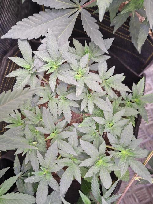 Soda Cream Terpyz. Week 7