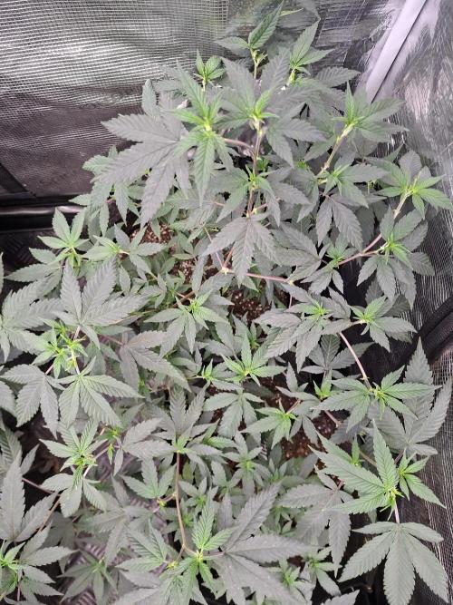 Soda Cream Terpyz. Week 7