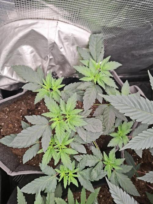 Bank . Week 8