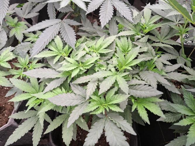 Soda Cream Terpyz. Week 8 - Day 2