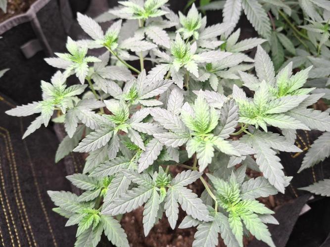 Soda Cream Terpyz. Week 8 - Day 2