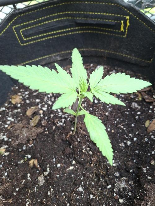Mix Fast Bud RF3. Week 1 - 01/05