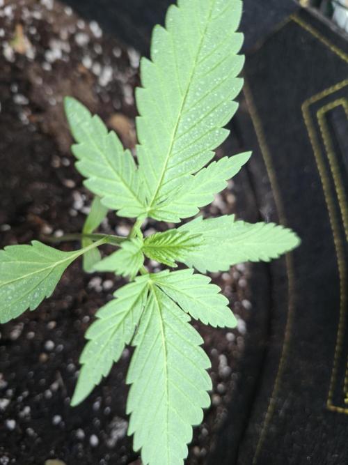 Mix Fast Bud RF3. Week 1 - 0105