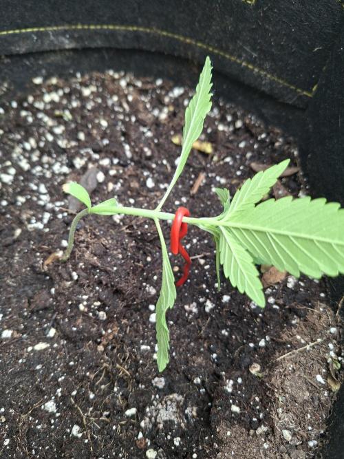 Mix Fast Bud RF3. Week 1 - 01/05 1er jour de entraînement LST