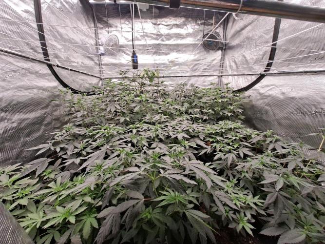 Soda Cream Terpyz. Week 8 - 02/05