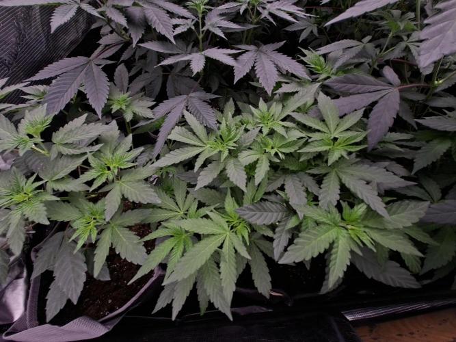Soda Cream Terpyz. Week 8 - 02/05