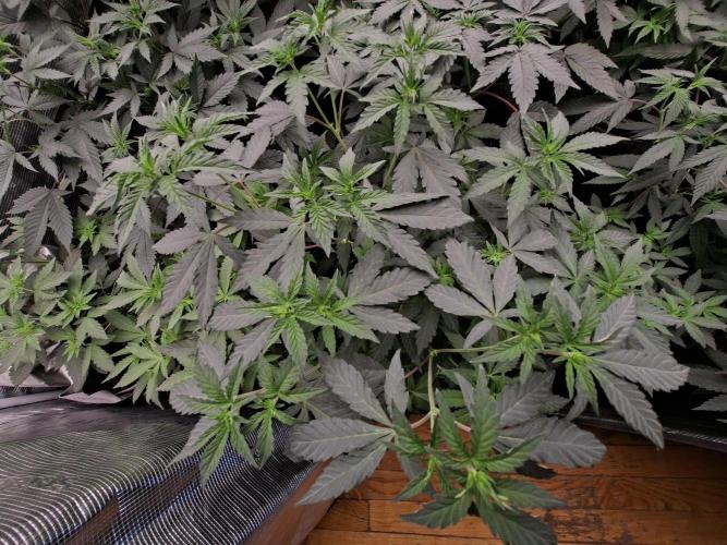 Soda Cream Terpyz. Week 8 - 02/05