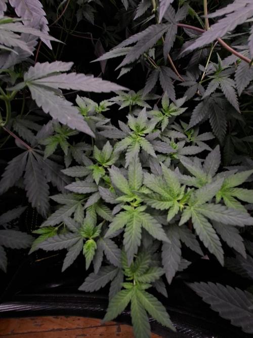 Soda Cream Terpyz. Week 8 - 02/05