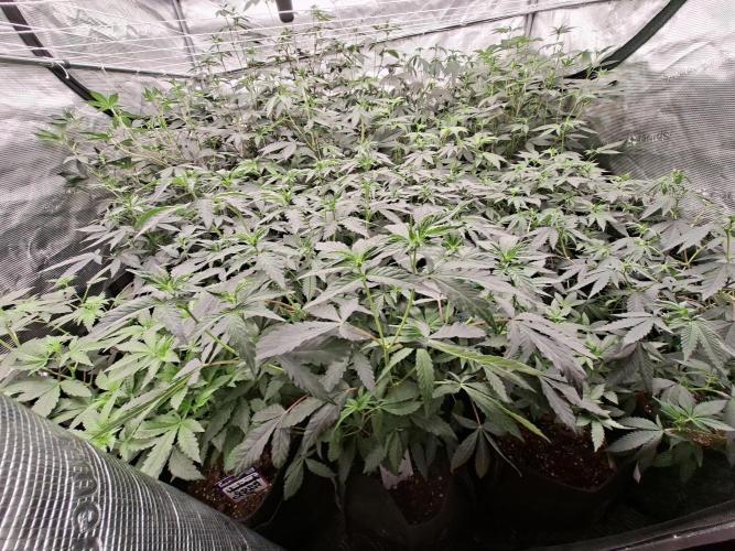 Soda Cream Terpyz. Week 9