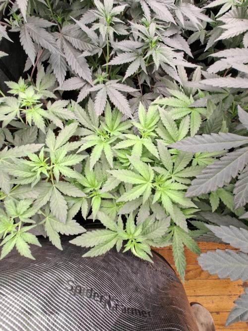 Soda Cream Terpyz. Week 9