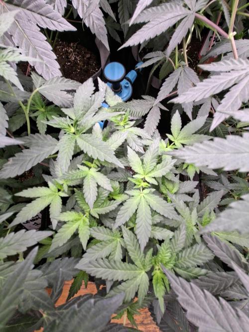 Soda Cream Terpyz. Week 9