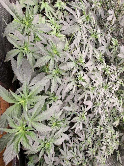 Soda Cream Terpyz. Week 9