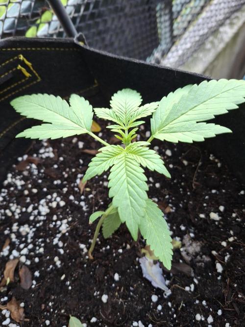 Mix Fast Bud RF3. Week 1 - 06/05