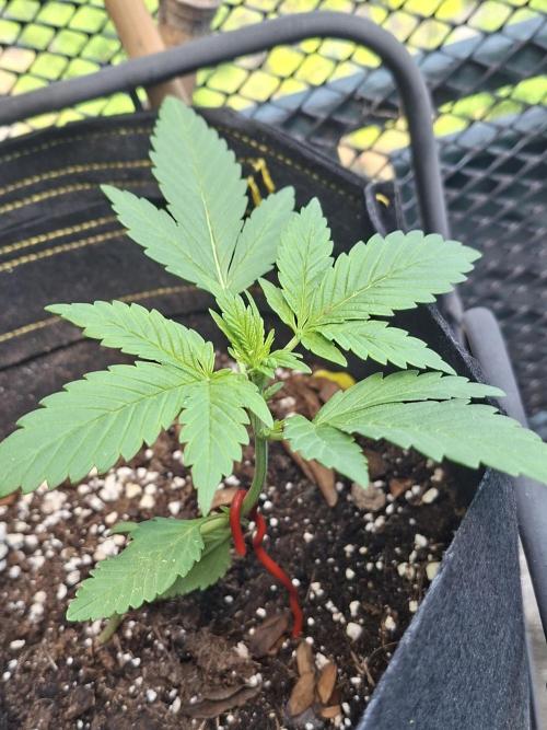 Mix Fast Bud RF3. Week 2