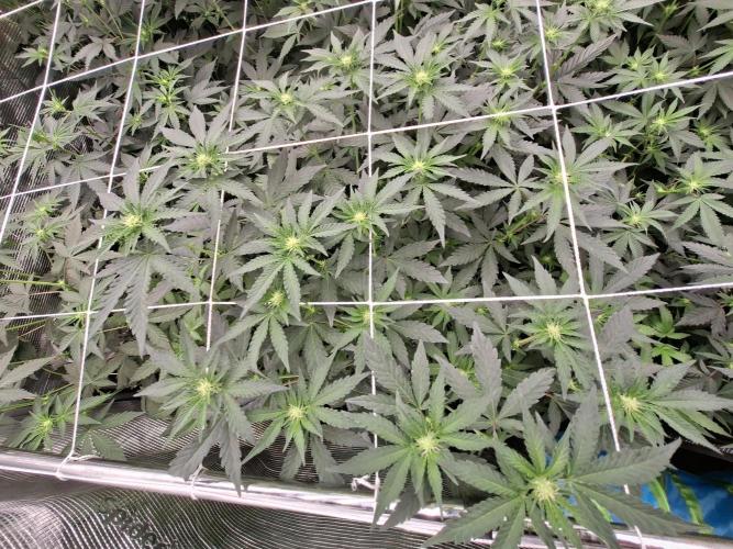 Soda Cream Terpyz. Week 10