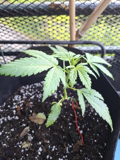 Mix Fast Bud RF3. Week 2