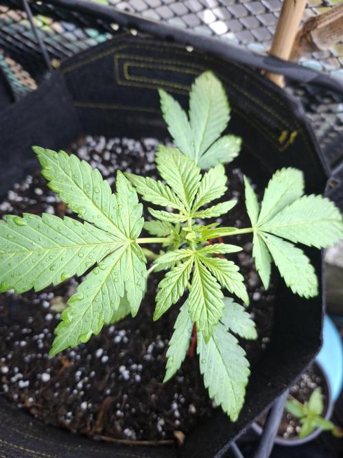 Mix Fast Bud RF3. Week 2