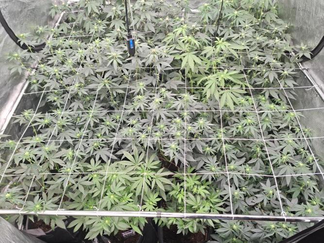Soda Cream Terpyz. Week 10