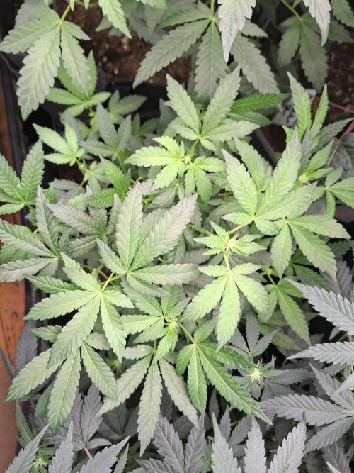 Soda Cream Terpyz. Week 10