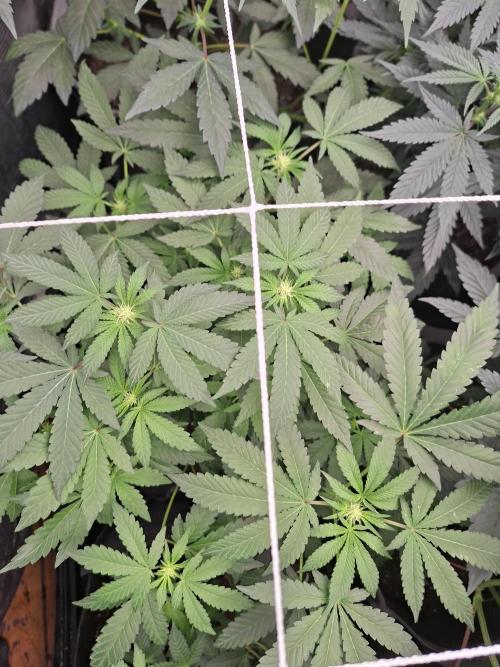 Soda Cream Terpyz. Week 10