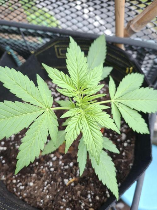 Mix Fast Bud RF3. Week 3