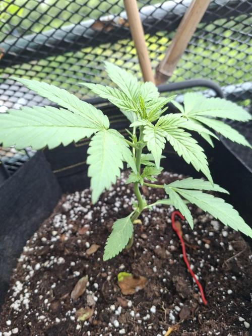 Mix Fast Bud RF3. Week 3