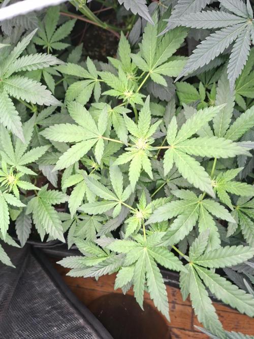 Soda Cream Terpyz. Week 10