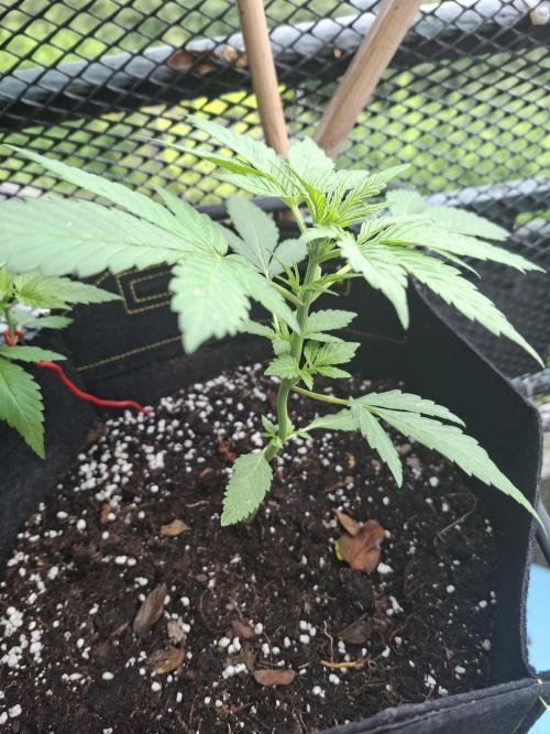 Mix Fast Bud RF3. Week 3