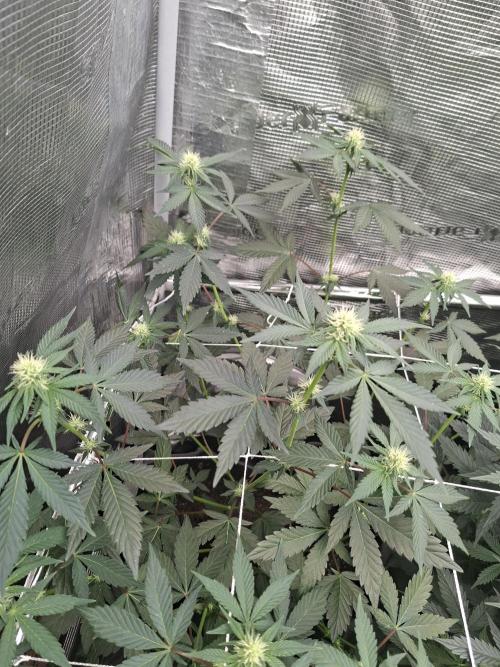 Bank . Week 10