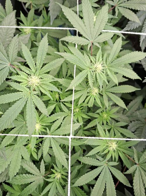 Soda Cream Terpyz. Week 10