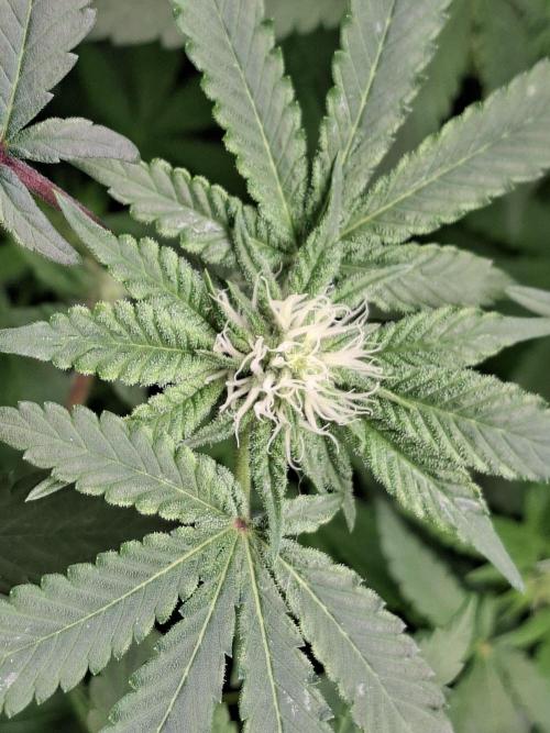 Soda Cream Terpyz. Week 10