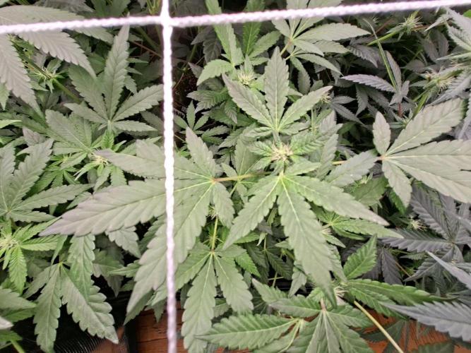 Soda Cream: Purple Octane X Spritzer . Week 10