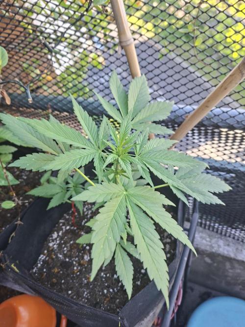 Mix Fast Bud RF3. Week 4