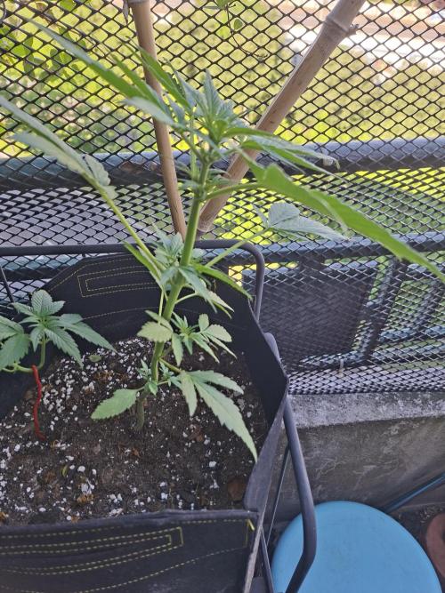 Mix Fast Bud RF3. Week 4