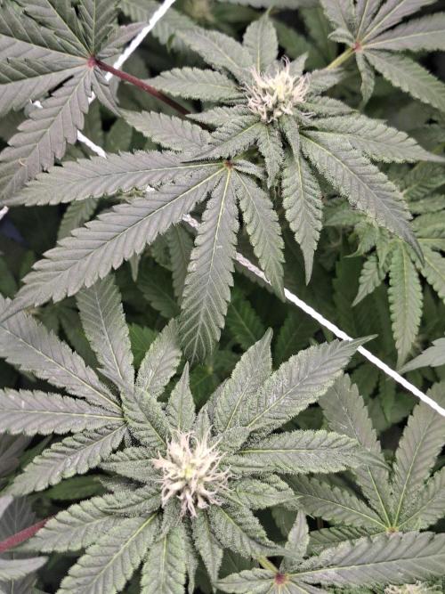 Soda Cream Terpyz. Week 11