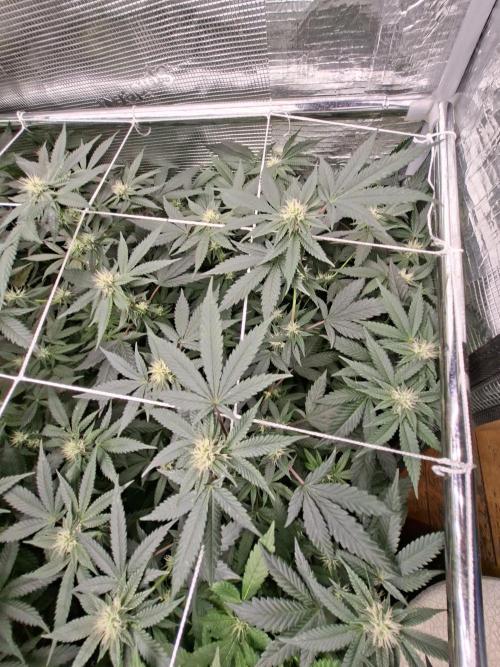 Soda Cream Terpyz. Week 11