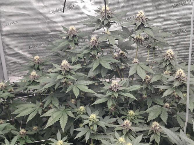 Soda Cream Terpyz. Week 11
