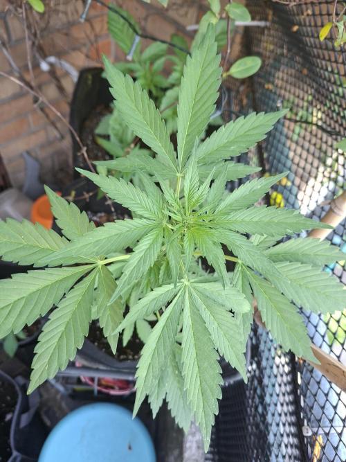 Mix Fast Bud RF3. Week 4