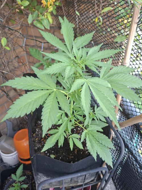 Mix Fast Bud RF3. Week 4