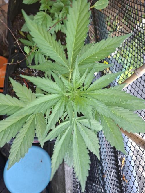 Mix Fast Bud RF3. Week 4