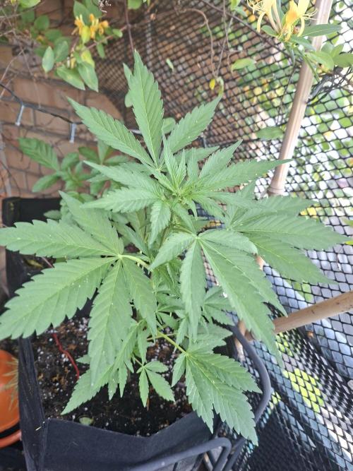 Mix Fast Bud RF3. Week 4