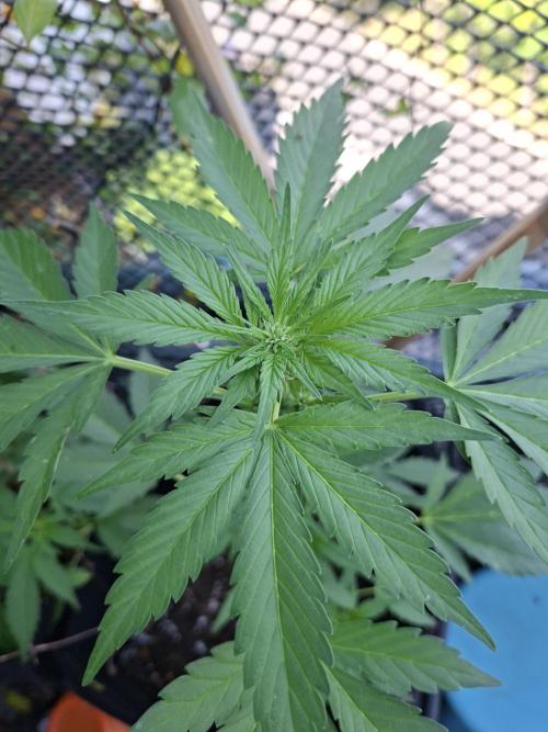 Mix Fast Bud RF3. Week 5 - 25/05